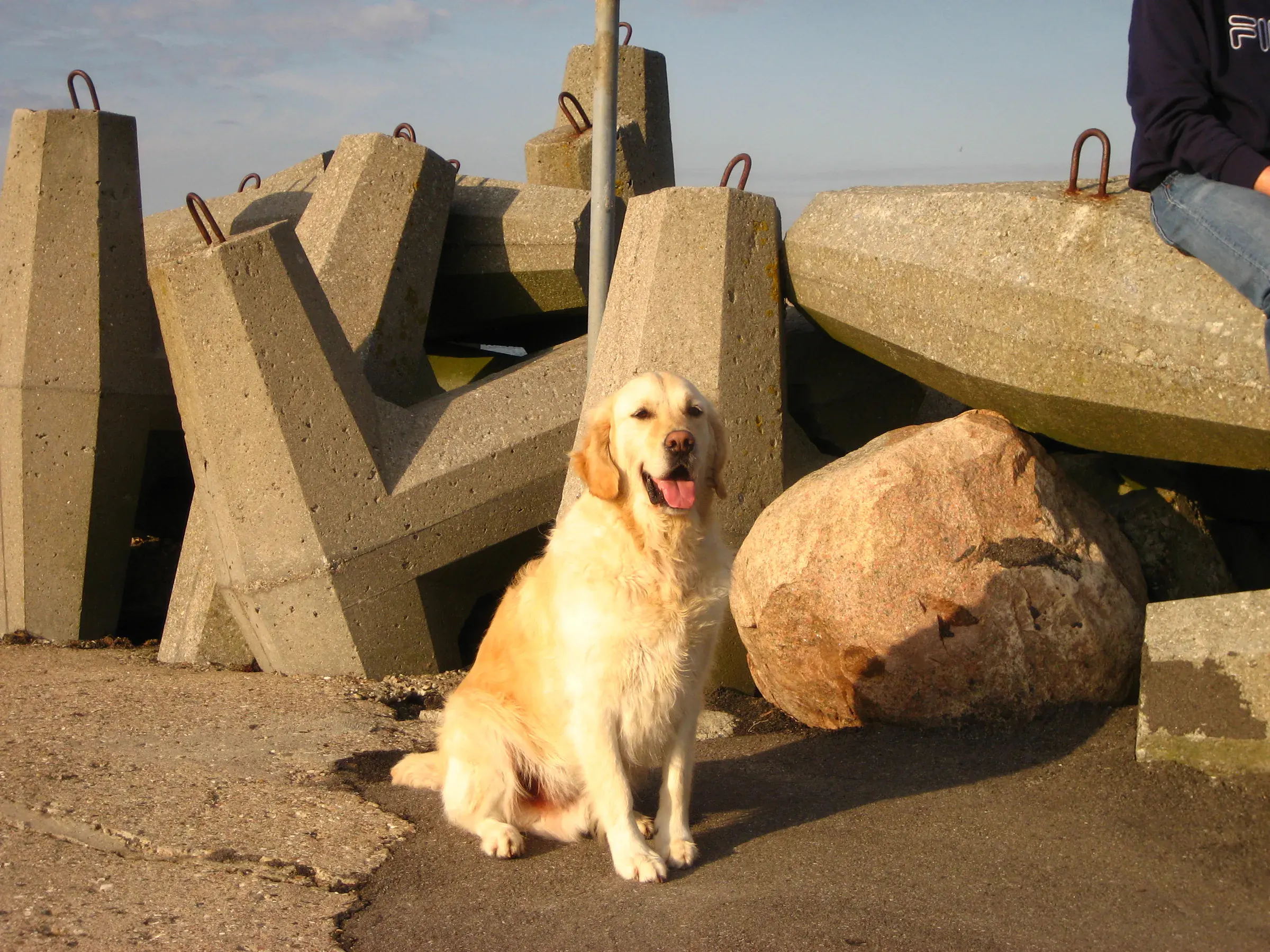 Golden Retriever auf einer Reise am Meer